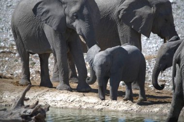 Sudaki Afrika filleri