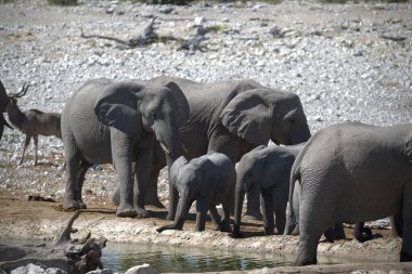 Sudaki fil, vahşi yaşam