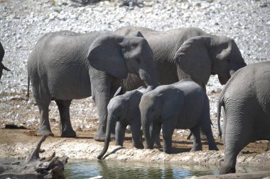 Su birikintisindeki filler