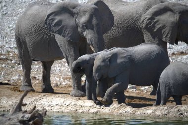 Hayvanat bahçesindeki filler