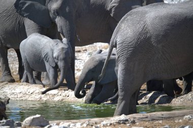 Hayvanat bahçesindeki fil