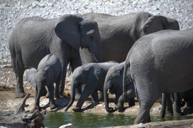 nehir kıyısında filleri