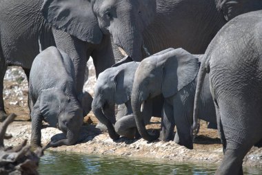 Afrika 'daki büyük Afrika fili.