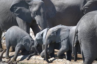 Afrika, Kenya 'da büyük bir vahşi fil grubu.
