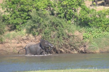 Afrika savanasındaki filler