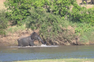 Nehirdeki Afrika fili