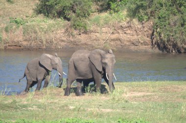 Nehirde bebeği olan Afrikalı fil ailesi.