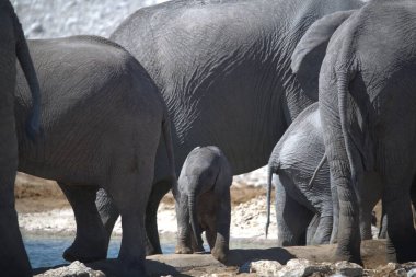 Filler, vahşi Afrika vahşi yaşamı.