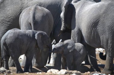 Afrika, Kenya savanındaki büyük Afrika filleri.