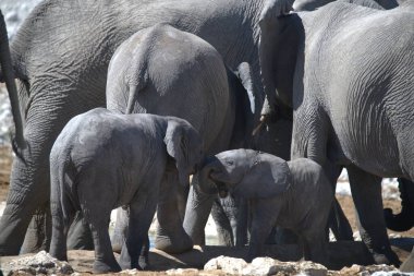 Afrika savanasındaki filler