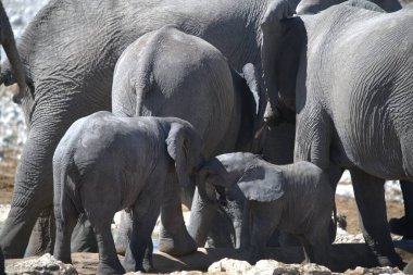 Afrika savanasındaki filler