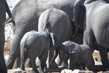 Afrika vahşi fili Kruger Ulusal Parkı, Güney Afrika