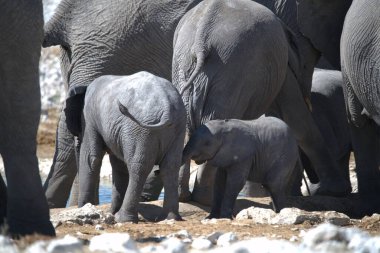 Afrika fili (loxodonta africana), parkta yürüyen anne ve çocuk