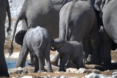 Afrika savanasındaki filler