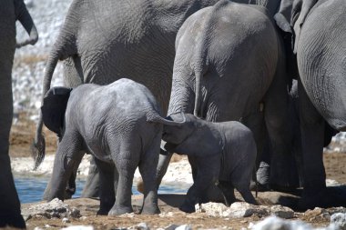 Su birikintisinde su içen bir grup fil.