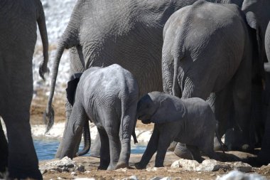 Barselona 'daki hayvanat bahçesindeki filler