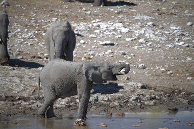 Fil yerde su içiyor.