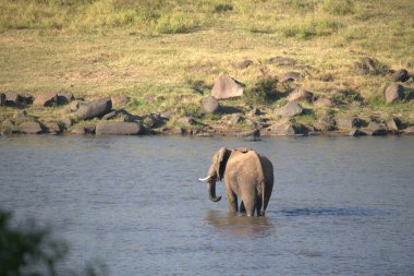 Afrika 'nın bozkırındaki fil