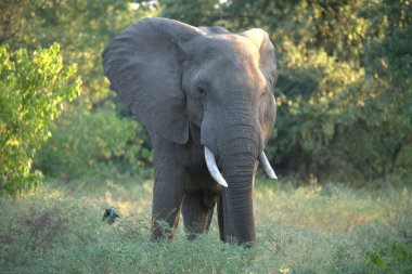 Savanadaki fil.