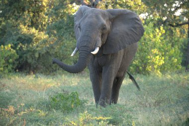 Afrika fili Kruger Ulusal Parkı, Güney Afrika