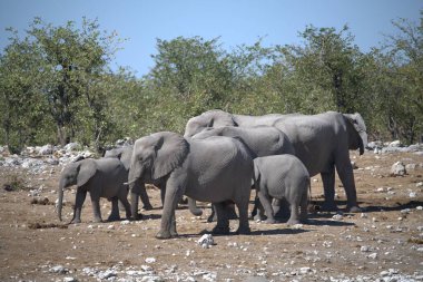 Hayvanat bahçesindeki fil
