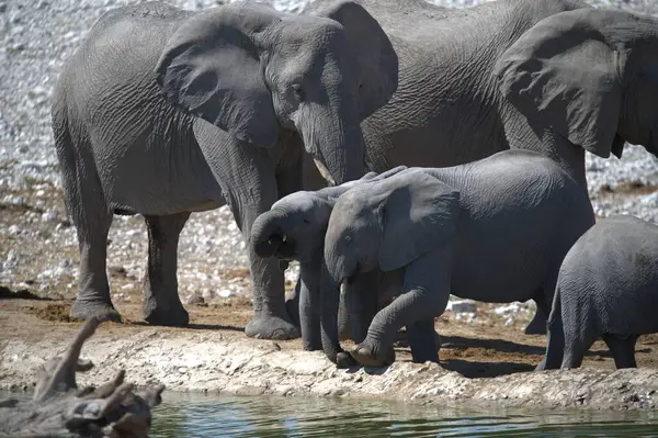 Hayvanat bahçesindeki filler