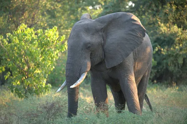 Afrika fili Kruger Ulusal Parkı, Güney Afrika