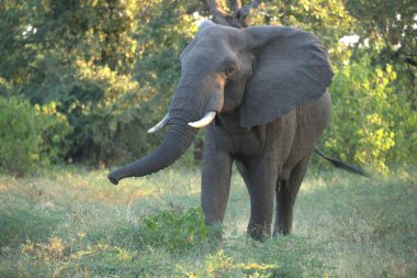 Büyük Afrika fili (Loxodonta africana) Güney Afrika 'daki Kruger Ulusal Parkı' nda.
