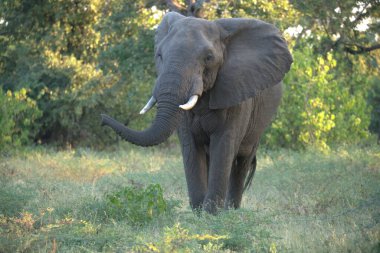 Afrika fili, loxodonta africana