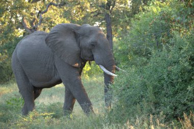 Kruger Milli Parkı içinde Afrika fili