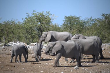 Parktaki Afrika filleri