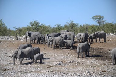 Kenya savanındaki fil