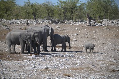 Afrika fili (loxodonafricana) içme suyu