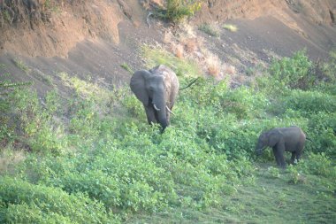 Yeşil tarlada yürüyen şirin bir filin yakın plan fotoğrafı.