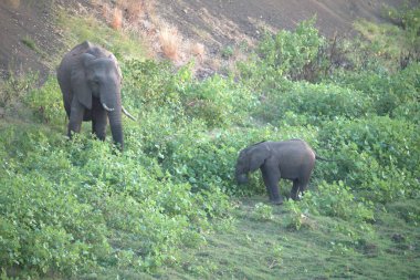 Sri Lanka iki filler