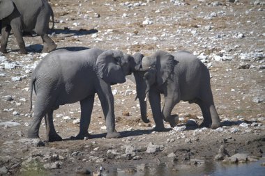 Sıcak bir günde, Kenya Ulusal Parkı 'ndaki Afrikalı fil ailesi