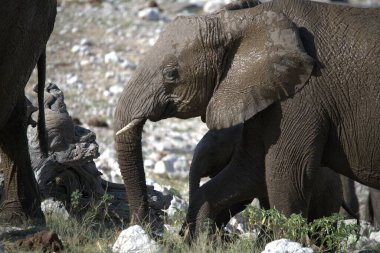 Büyük Afrika fili, Loxodonta Africana, savanada yürüyor.