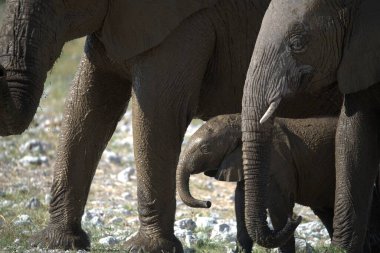 Afrika fili Kruger Ulusal Parkı, Güney Afrika