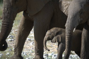 Afrika fili Kruger Ulusal Parkı, Güney Afrika