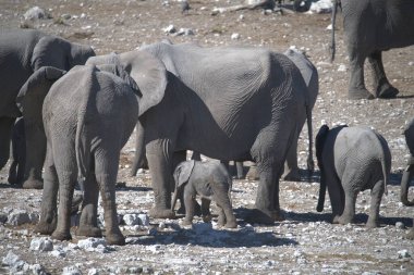 Fil, hayvan, hayvan ve hayvan