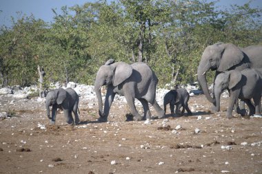 Savanadaki bir grup fil