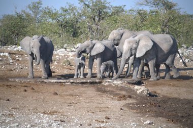 Su birikintisinde bir delikte filler