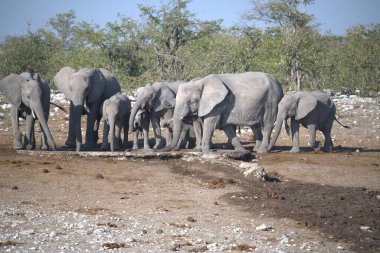 Kruger Ulusal Parkı 'ndaki Afrika fil ailesi.