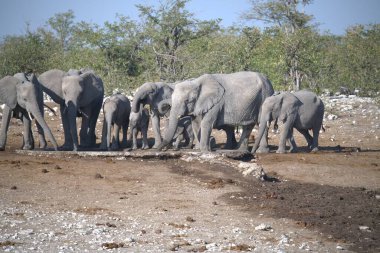 Afrika savanındaki filler.