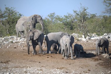 Filler, Loxodonta Africana, Etoşa Ulusal Parkı, Namibya