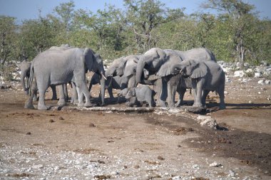 Afrika savanasındaki filler