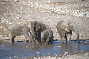 Botswana 'daki Chobe River Parkı' ndaki su birikintisinde bir fil. yüksek kaliteli fotoğraf