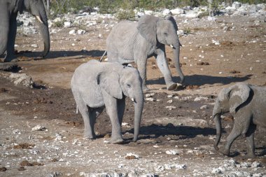 Fil ailesi, fil ailesi filler (loxodonta africana) )