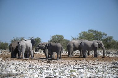 Filler ziyarette200 grup