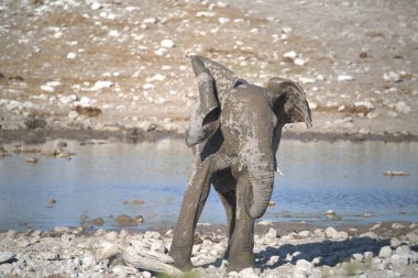 Afrika fili, xodonta africana, Chosha Ulusal Parkı, Botswana 'daki su birikintisinde yürüyor.